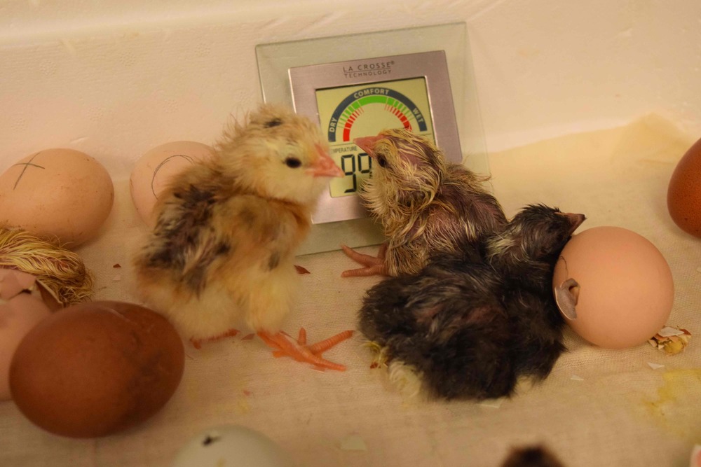 DAILY ANNOUNCEMENTS  5-17-2022 maplerun.org/article/744184…