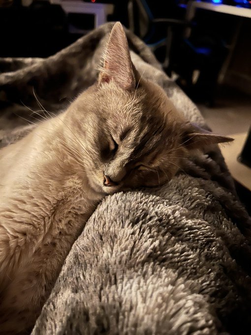 Now show me yours, friends! 💗 (or any animal you have really) https://t.co/nkilSJLJTq