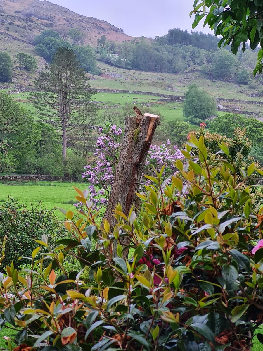 PhilSipocz's tweet photo. Little tea time walk and my little friend who's been singing his heart out in the garden today was waiting when we got back. #LakeDistrict #Cumbria #Lakes #DuddonValley #DowCrag #Caw #SwirlHow https://t.co/5ezejDGzBy