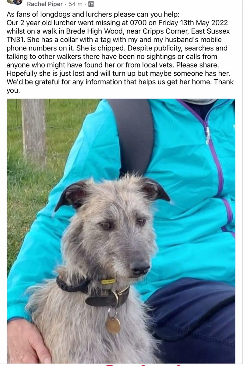 This lurcher called Pokoe was stolen or got lost in the area around Brighton/Hove/Worthing. Please share — if her disappearance is advertised widely enough she will hopefully become too hot to handle.