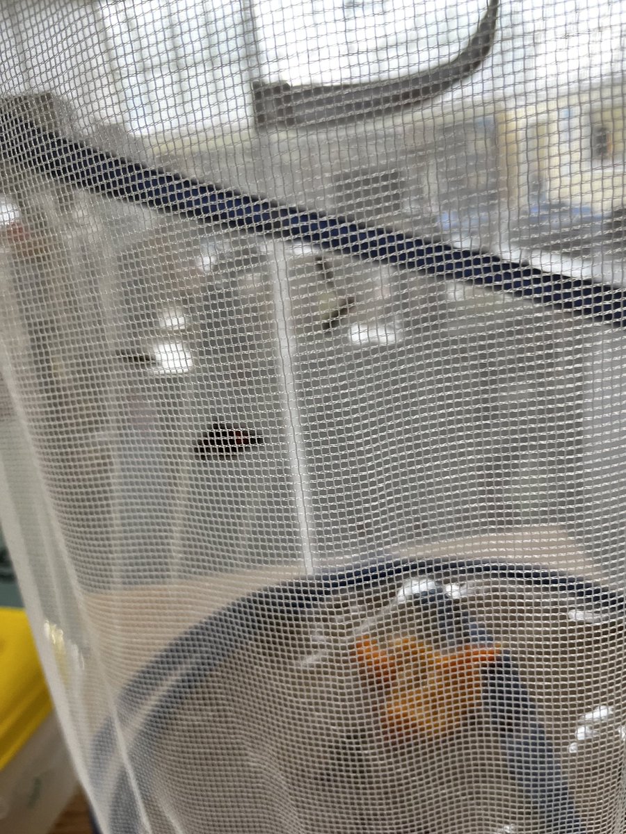 BellevilleHSLib's tweet photo. Dr. Alfano, thank you for sharing these beautiful little creatures.  Will set them free in the BHS’s own Butterfly Garden.
“We delight in the beauty of the butterfly, but rarely admit the changes it has gone through to achieve that beauty.”
-Maya Angelo ⁦@MrRhodesBHS⁩ https://t.co/hADuqzvPmF