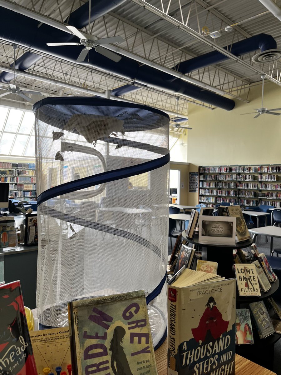 BellevilleHSLib's tweet photo. Dr. Alfano, thank you for sharing these beautiful little creatures.  Will set them free in the BHS’s own Butterfly Garden.
“We delight in the beauty of the butterfly, but rarely admit the changes it has gone through to achieve that beauty.”
-Maya Angelo ⁦@MrRhodesBHS⁩ https://t.co/hADuqzvPmF