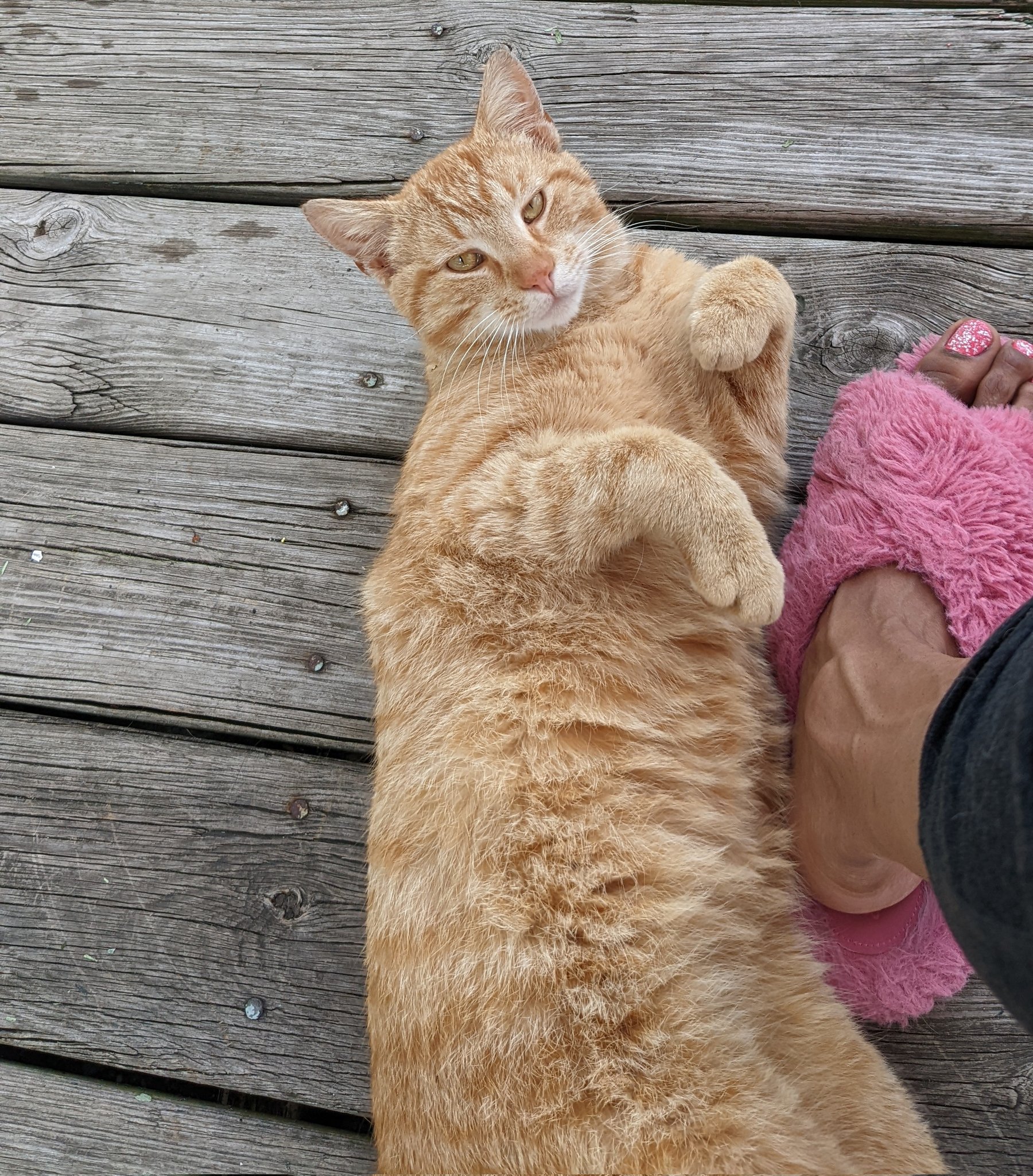 This is one of my friends from my neighborhood. 😺😻 https://t.co/IXumnWLNHm
