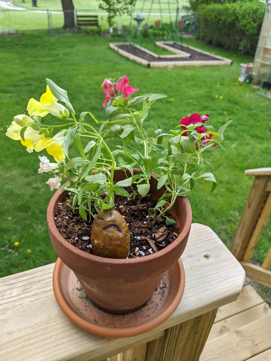 JenHaeger's tweet photo. Ever feel like you've entered the snapdragon phase of life? Half your parts have snapped, the other half are draggin'! #GrumpyPotato https://t.co/S5RvGEvVuP