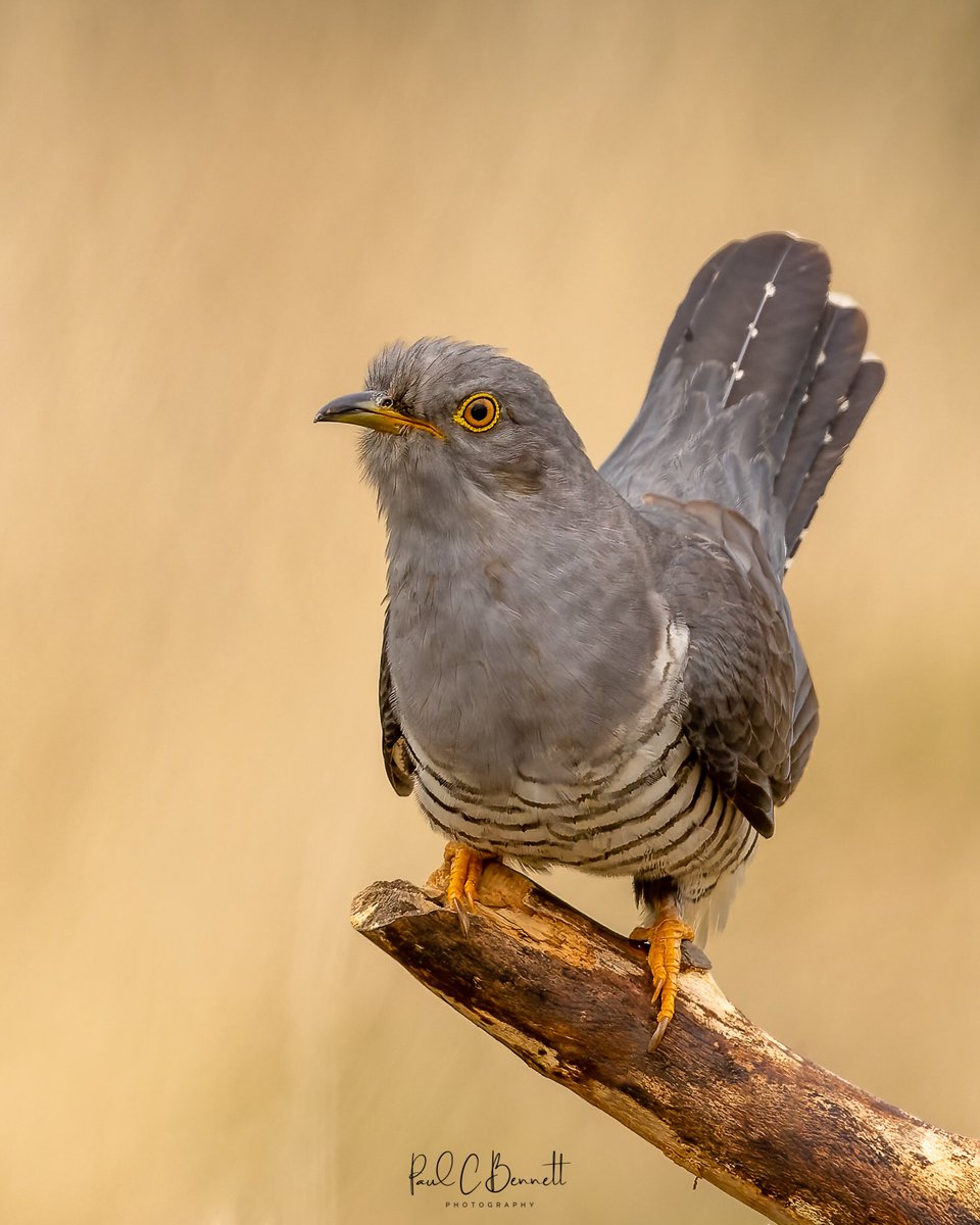 So pleased that my cuckoo’s are back at my sites !!!
An old friend strikes a pose for me.
#itsnotcolin <a href="/BBCSpringwatch/">BBC Springwatch</a> #BBCWildlifePOTD <a href="/paul69pcbphotos/">Paul C Bennett Wildlife</a> <a href="/WildlifeMag/">BBC Wildlife</a> #cuckoo #bbcspringwatch #photooftheday