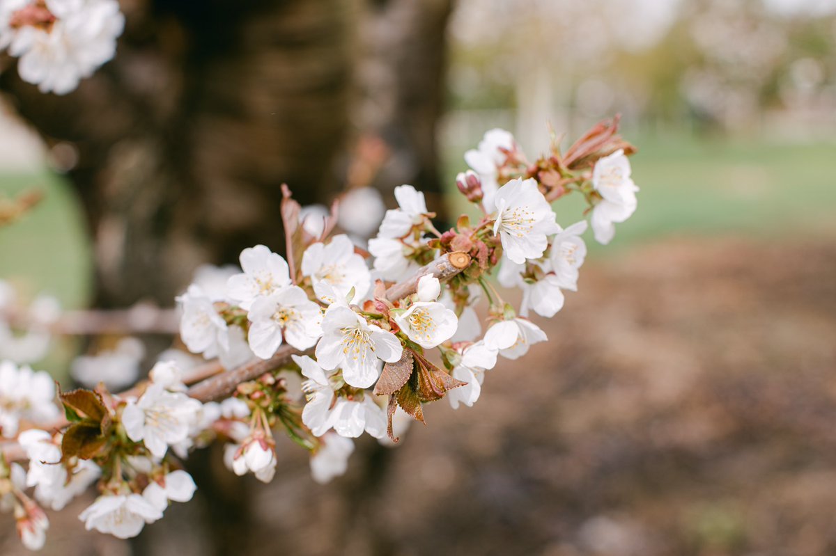 Soon enough, these pretty Washington blooms will go from 🌸 to 🍒 Who’s excited?! 🙋‍♂️🙋‍♀️ #TheFarmComesFirst #NothingBeatsNWGrown
