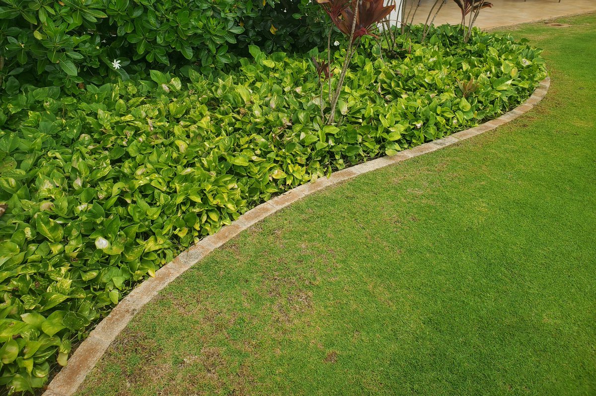 ryanfoland's tweet photo. #LizardChallenge #Kauai edition.
Can you π the π¦? https://t.co/Hcv3087J01