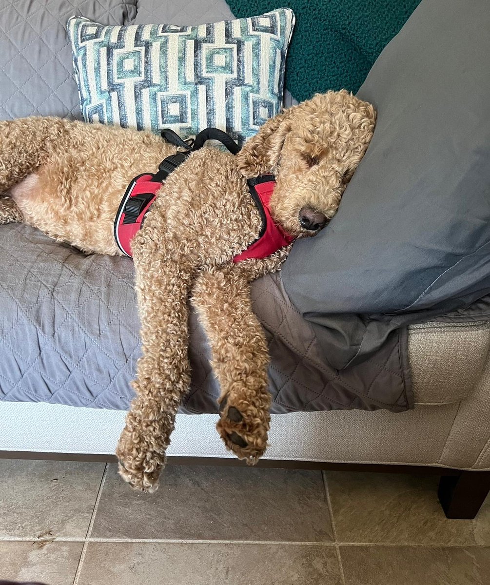 Hard to believe that it has been two years since we brought Stella to our home.  We have loved watching her grow
(51.8 lbs), nap and play with big sis, Pistachio.  Happy Gotcha Day❣️
#ourgoldenstar #doodsrule #ourworld2022