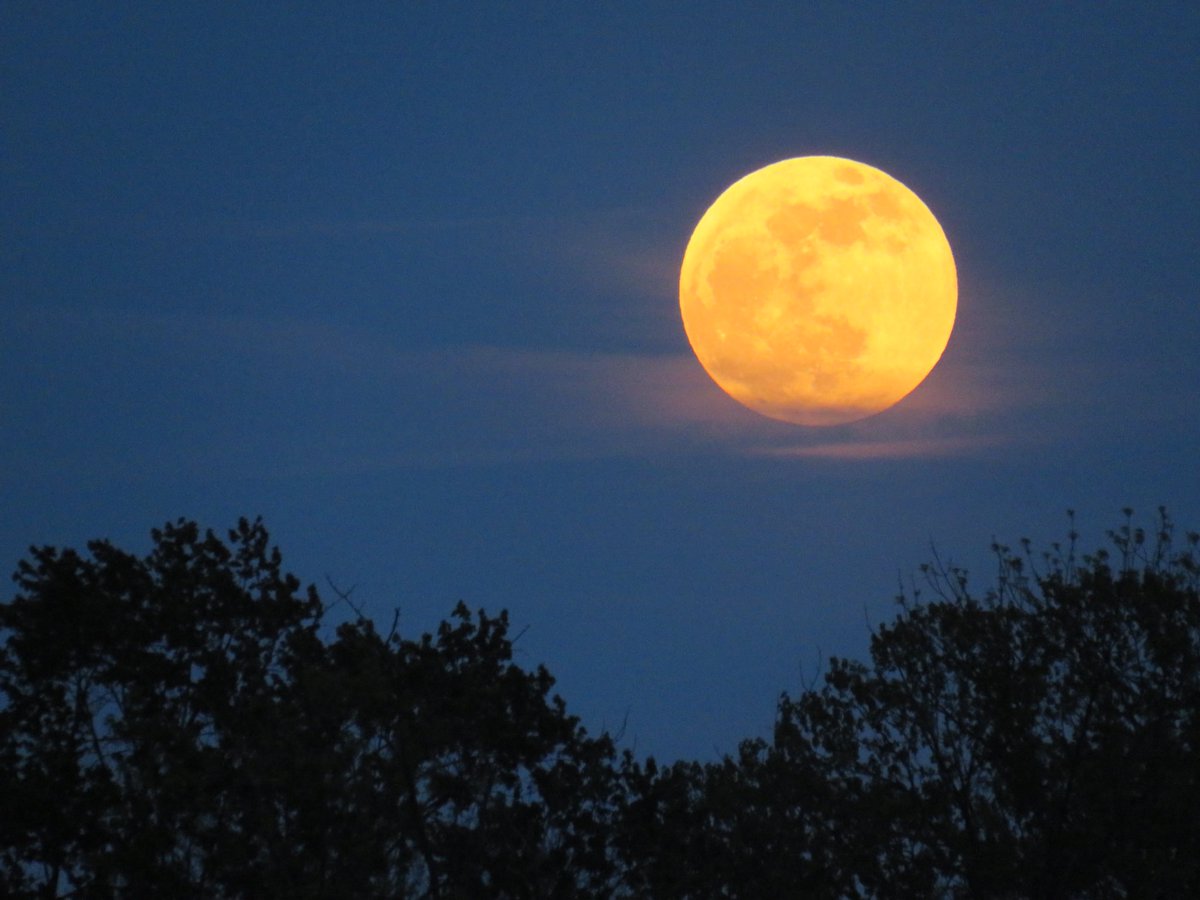 coachpam2's tweet photo. May brings the Full Flower Frog Budding Super Blood Moon🌸🐸🌙🍃❤️! #fullmoon #flowermoon #frogmoon #buddingmoon #superbloodmoon #eclipse #nature #naturephotography #moonlight #moonmagic #observethemoon @ThePhotoHour https://t.co/BJOf5tLmmf