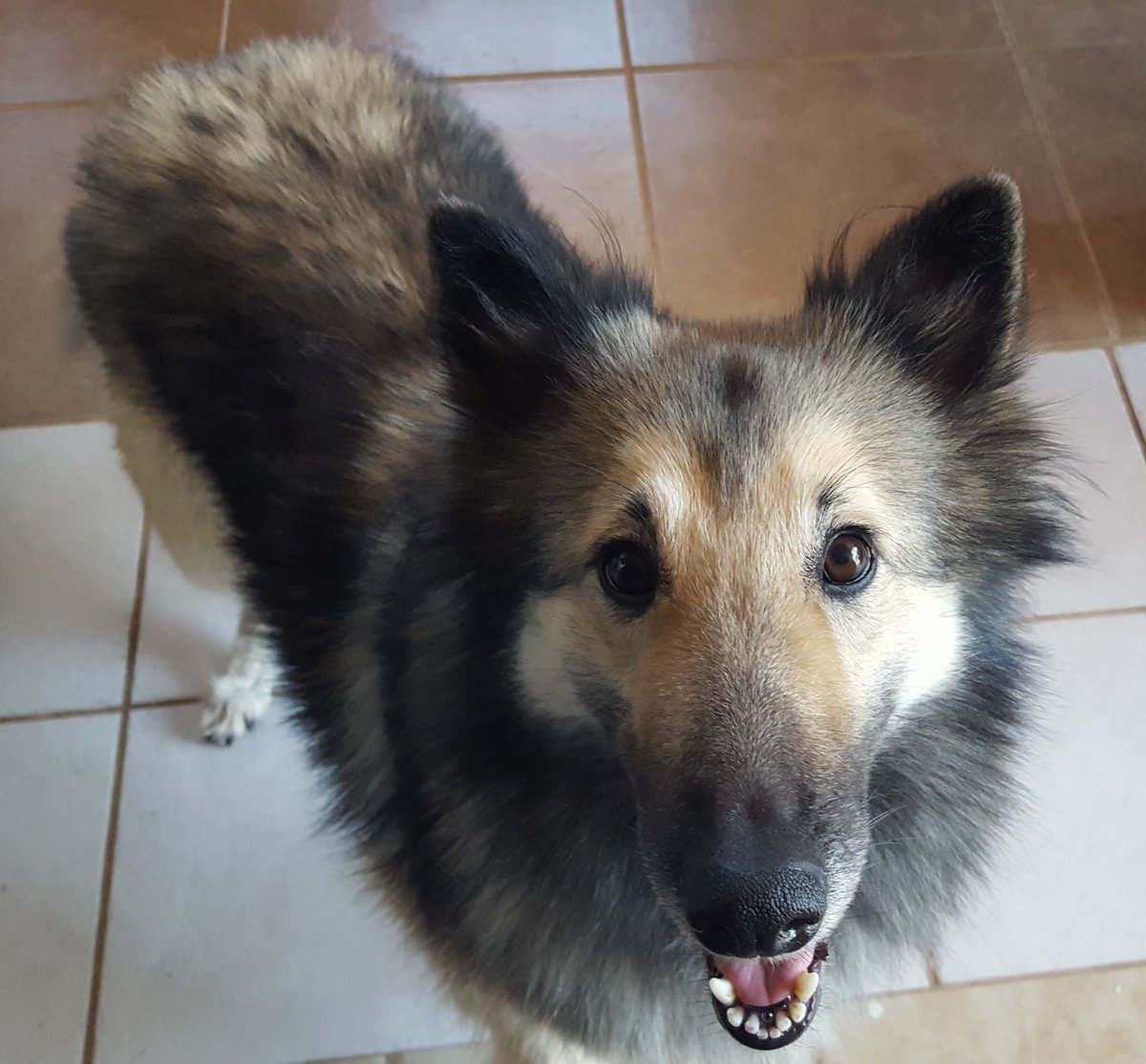 cathleen_cover's tweet photo. Please help us get Percy back home. Someone out there has information on her whereabouts. Percy has been part of our family all of her 10 years and we miss her terribly. Please if you have information on her whereabouts call us at 520 400-9603 $2000.00 Cash Reward @whatsuptucson https://t.co/eMPVPwcjDP
