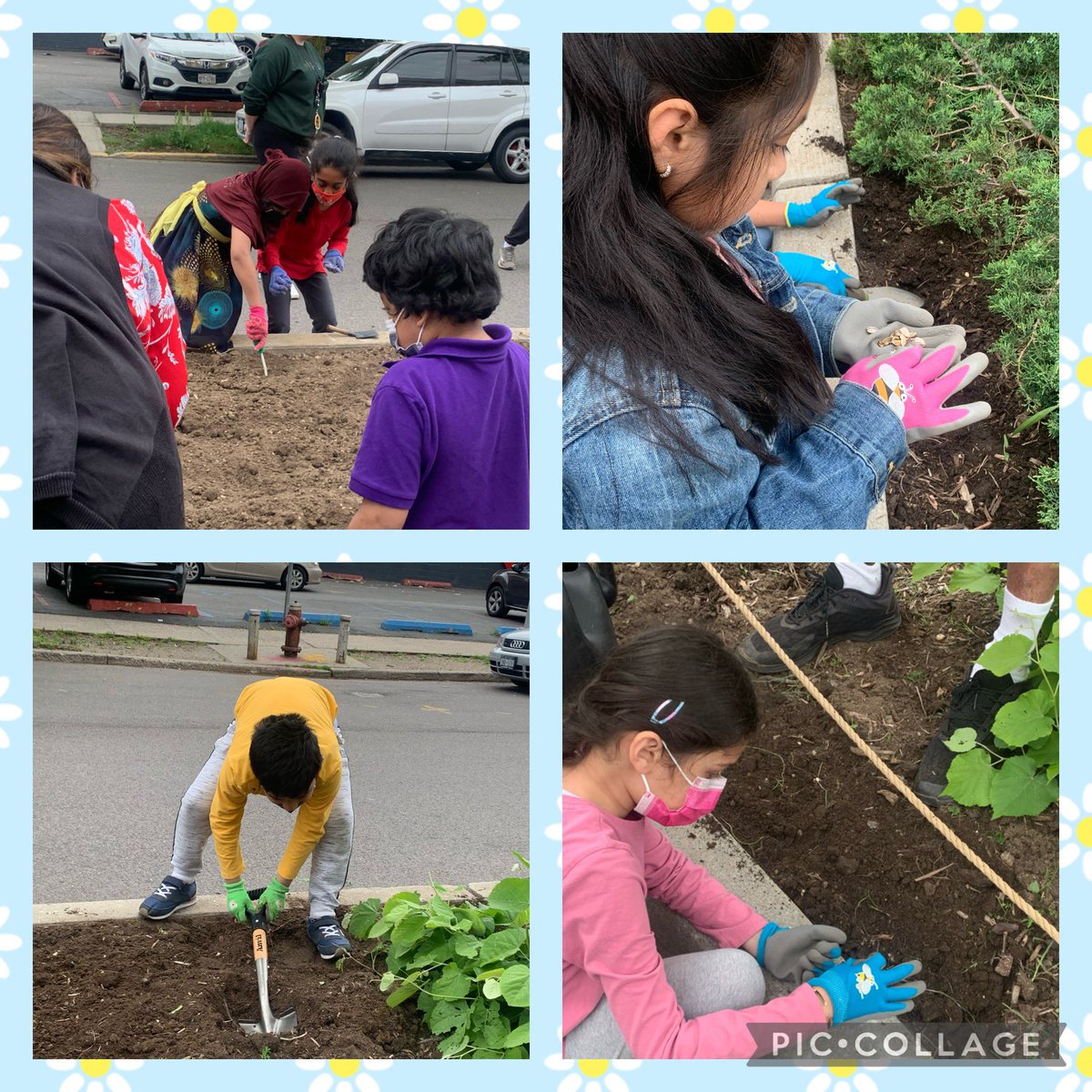 With the help of the 34th Avenue Coalition, we planted sunflowers 🌻 By the time we return in September, our sunflowers will be blooming. We can’t wait to see how tall they’ll become! @30Q398 @30Q398 <a href="/34_ave/">34AveOpenStreets</a>