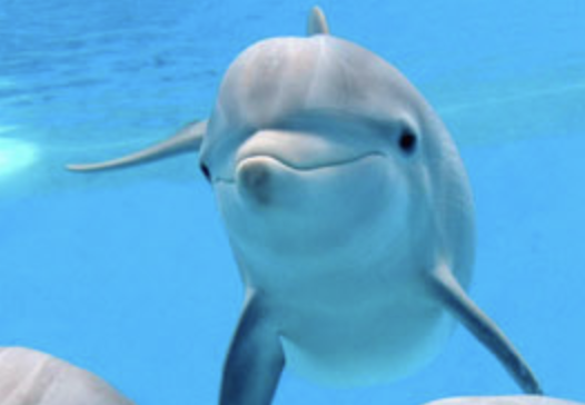 EasyAfterlife's tweet photo. me if I were a dolphin. searched for 5 minutes through pics on the google search 'dolphins' to find this one that was me. https://t.co/GElmhpLr2b