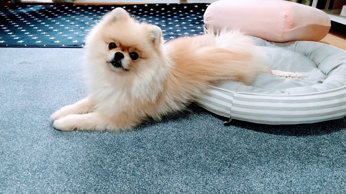 昨日のお尻から血が出たのはできものもなく寄生虫などもいなくて大丈夫ってことでよかったー❗ちょっとキバッて切れのかな。。
今日はまったり。。