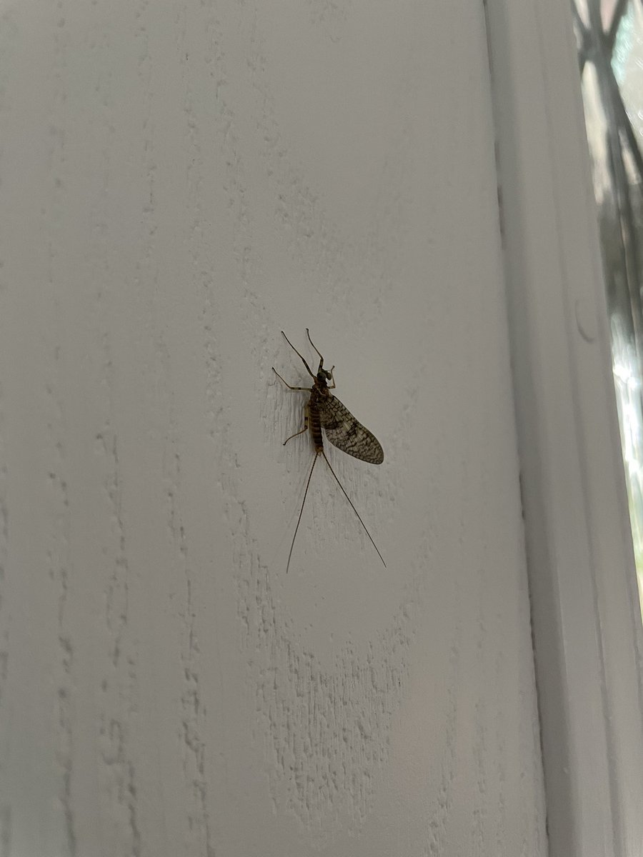 I found a mayfly in my house today and I moved it outside to live its best (less than 24 hour long) life. 

Adult mayflies don’t have mouthparts so they don’t live for very long. Their sole purpose as an adult is to breed before they die!