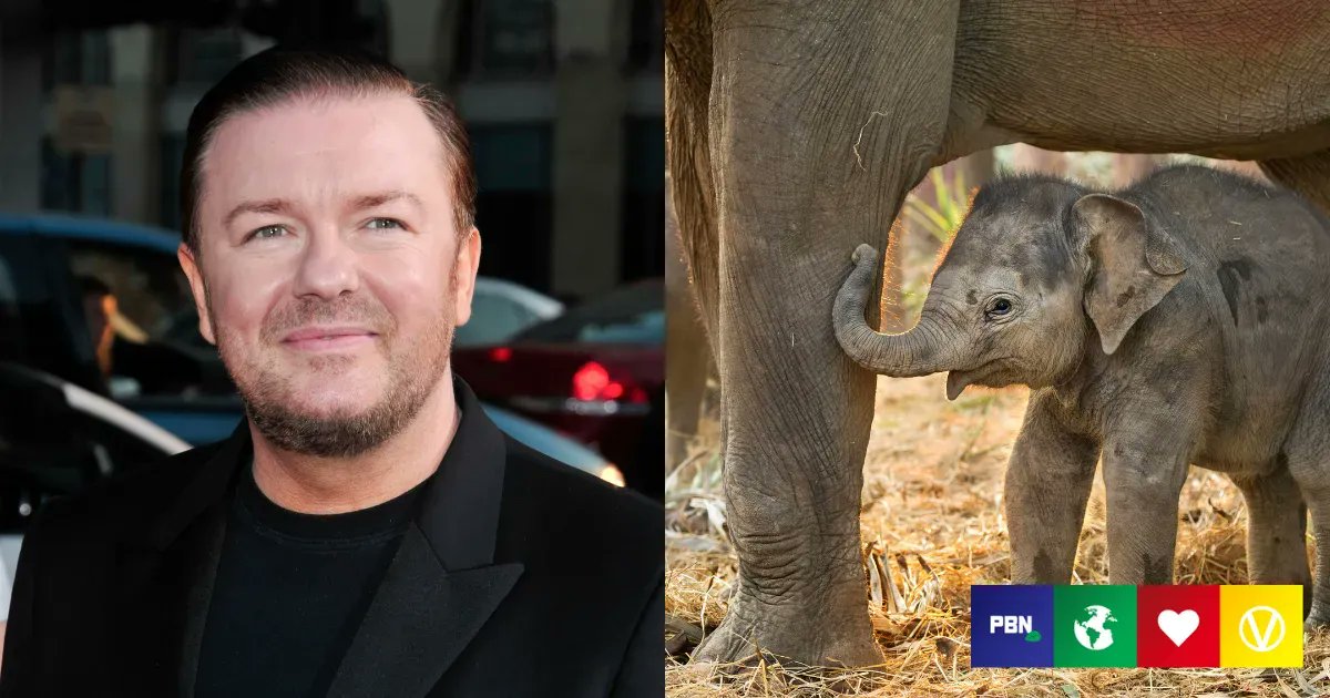 Ricky Gervais Calls For Urgent Release Of All Elephants From Zoos buff.ly/38jaYxi

#AnimalRights 
#AnimalWelfare