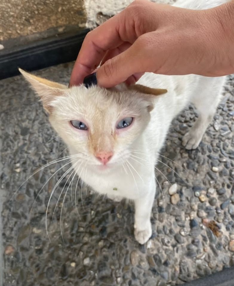 sosanimalvzla's tweet photo. Gatita busca hogar! Está en un edificio de la Avenida Rómulo Gallegos en Ccs, le están dando agua y comida, es súper cariñosa y dócil, vamos a buscar de esterilizarla! difundamos porfa 🙏🏻❤️🐱 https://t.co/Xind4JxLjE