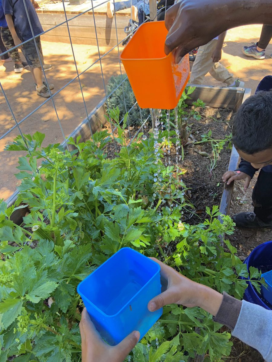 SDC kiddos at Webster enjoying the beautiful garden day and making it rain!🌱🌧

#longbeach #spring #groundeducation #inthegarden #gardeneducation #nature #garden #schoolgarden #organicgarden #outdoorclassroom #outdoors #plants #gardenlesson #think #explore #connect #elementary