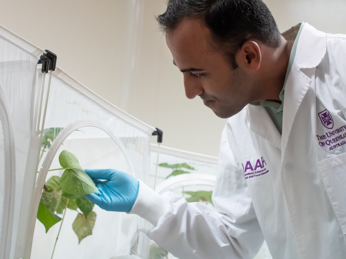 CottonResearch's tweet photo. A #groundbreaking enviro-friendly spray that targets one of #cotton's most damaging pests, silverleaf whitefly, has been created by @UQ_News #scientists. It's part of the CRDC-supported BioClay tech, a safe &amp; #sustainable alternative to chem pesticides 🙌 https://t.co/O4u4iiSqeF https://t.co/OktFJzApDq