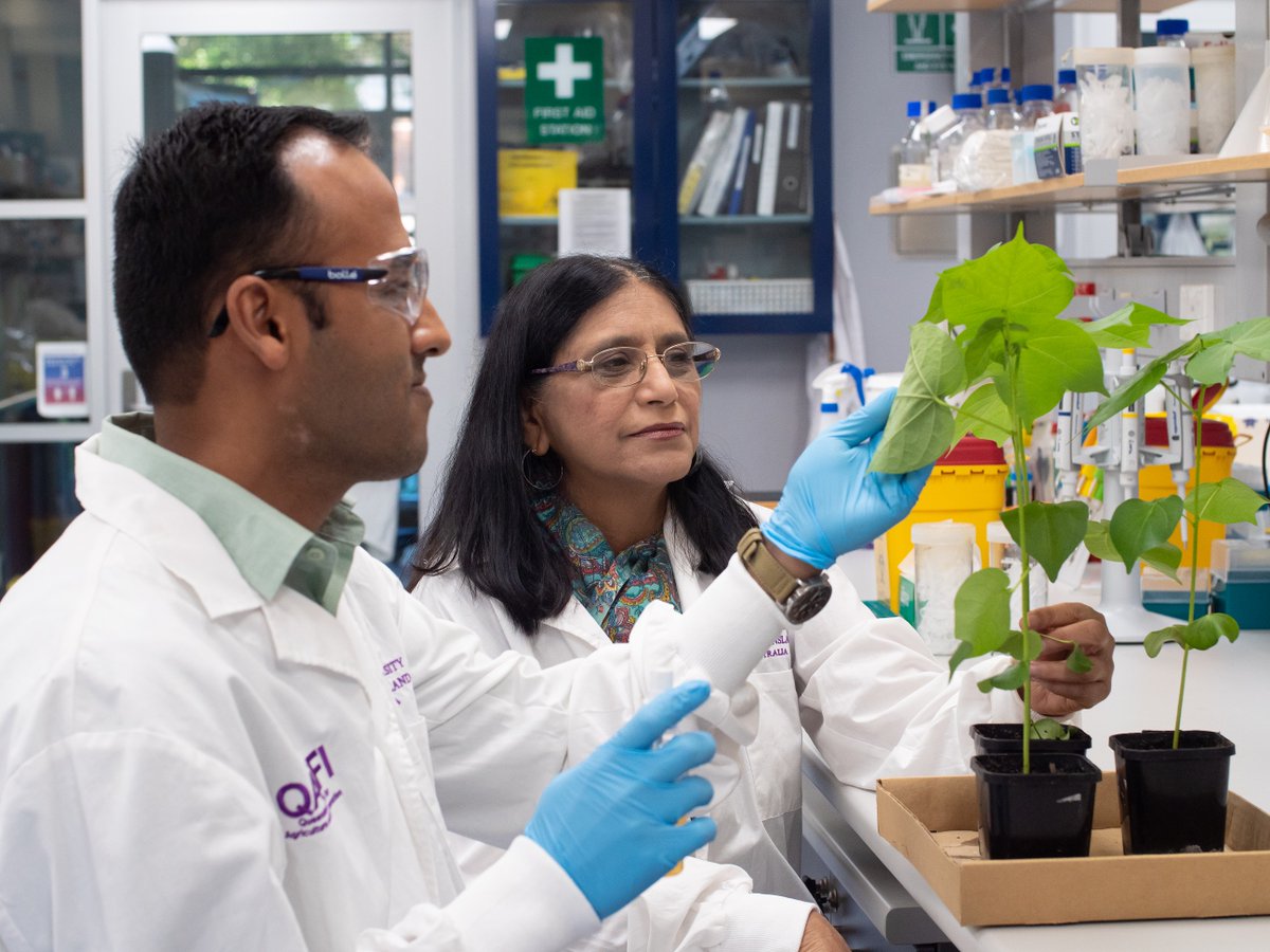 CRDC (@cottonresearch) on Twitter photo A #groundbreaking enviro-friendly spray that targets one of #cotton's most damaging pests, silverleaf whitefly, has been created by <a href="/UQ_News/">UQ News</a> #scientists. It's part of the CRDC-supported BioClay tech, a safe & #sustainable alternative to chem pesticides 🙌 stories.uq.edu.au/research/2022/… A #groundbreaking enviro-friendly spray that targets one of #cotton's most damaging pests, silverleaf whitefly, has been created by <a href="/UQ_News/">UQ News</a> #scientists. It's part of the CRDC-supported BioClay tech, a safe & #sustainable alternative to chem pesticides 🙌 stories.uq.edu.au/research/2022/…