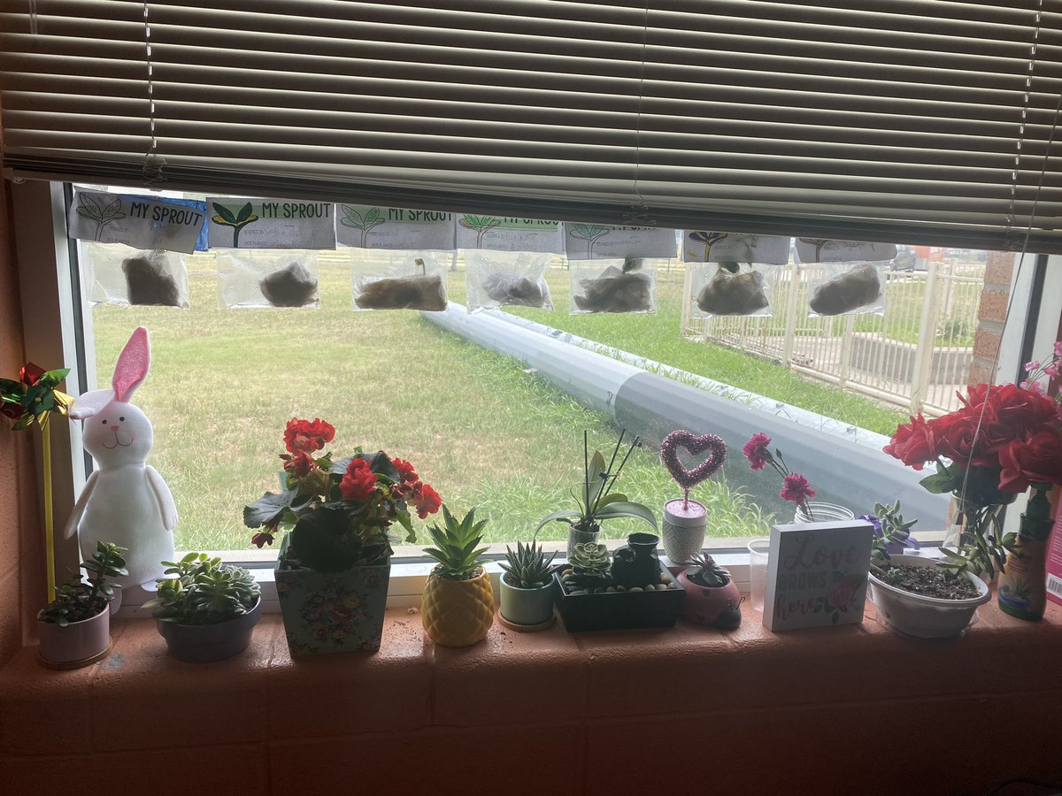 SPEDteachMrsW's tweet image. When you finally get a window in your classroom. #succulents #crazyplantlady