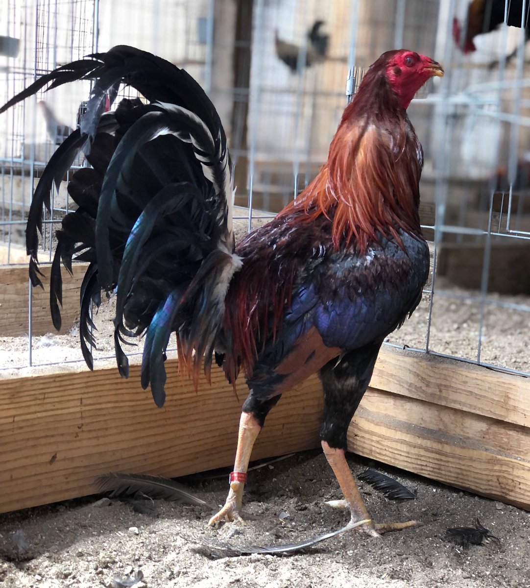 GallosGamefowl's tweet photo. Kelso https://t.co/9fLcQnKBBE
