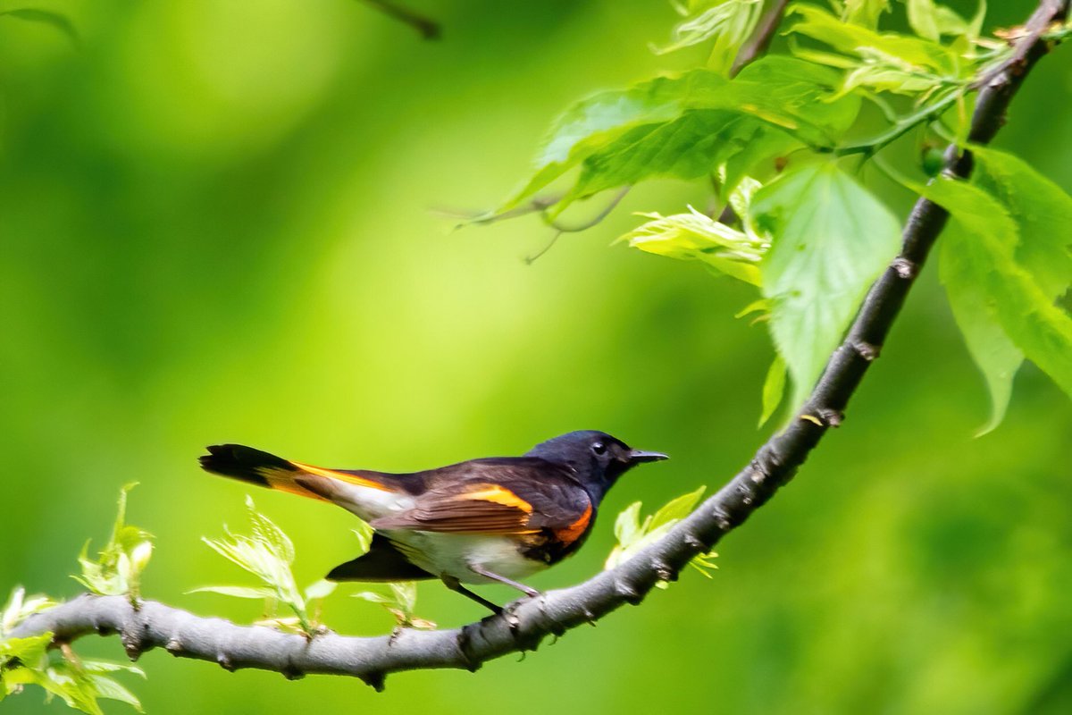 mitoGFP's tweet photo. Bay-breasted warbler, American Redstart, Warbling Vireo and Northern Parula @CentralPark_NYC Monday walk with @BirdingBobNYC #birdcpp #BirdsSeenIn2022 #birdwatching #birding #BirdTwitter #urbanbirding #springbirding @inaturalist #BirdsofNYC #springmigrants #Warbler https://t.co/9iaAlpUSQE