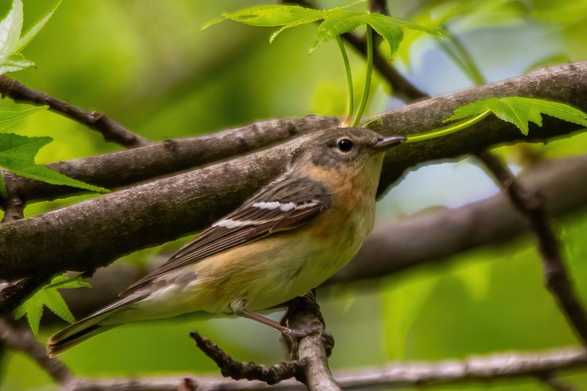 mitoGFP's tweet photo. Bay-breasted warbler, American Redstart, Warbling Vireo and Northern Parula @CentralPark_NYC Monday walk with @BirdingBobNYC #birdcpp #BirdsSeenIn2022 #birdwatching #birding #BirdTwitter #urbanbirding #springbirding @inaturalist #BirdsofNYC #springmigrants #Warbler https://t.co/9iaAlpUSQE