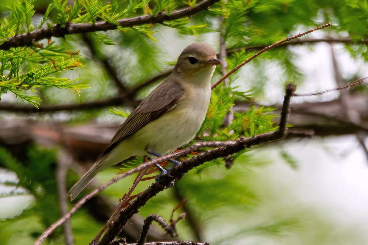mitoGFP's tweet photo. Bay-breasted warbler, American Redstart, Warbling Vireo and Northern Parula @CentralPark_NYC Monday walk with @BirdingBobNYC #birdcpp #BirdsSeenIn2022 #birdwatching #birding #BirdTwitter #urbanbirding #springbirding @inaturalist #BirdsofNYC #springmigrants #Warbler https://t.co/9iaAlpUSQE
