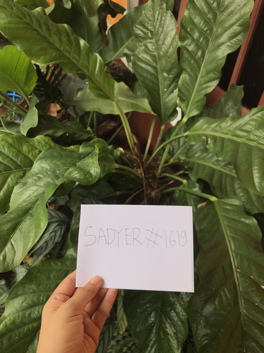 sadyer20's tweet photo. Dont forget to watering every morning or end the afternoon 💚🍀💐 @IsekaiMeta  #IsekaiQuests https://t.co/pgkCzoWmNQ