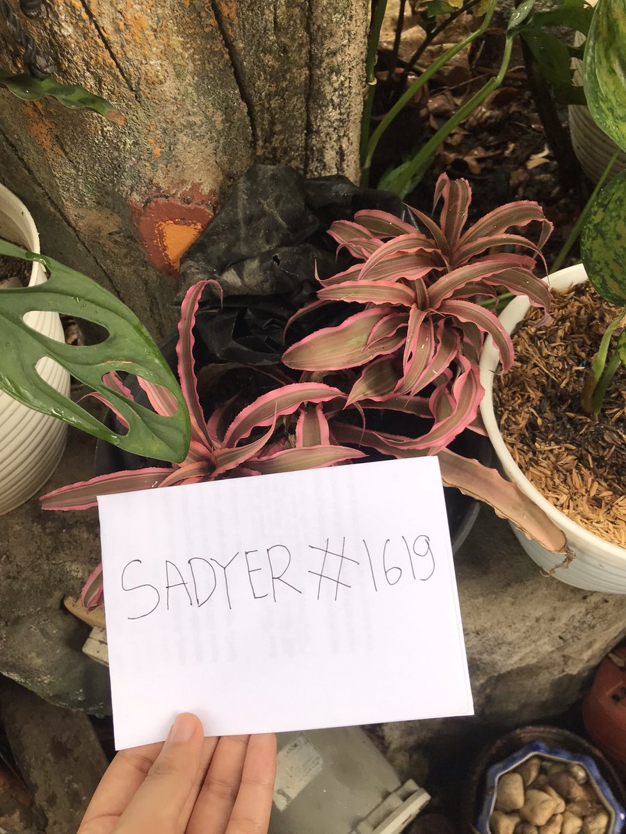 sadyer20's tweet photo. Dont forget to watering every morning or end the afternoon 💚🍀💐 @IsekaiMeta  #IsekaiQuests https://t.co/pgkCzoWmNQ