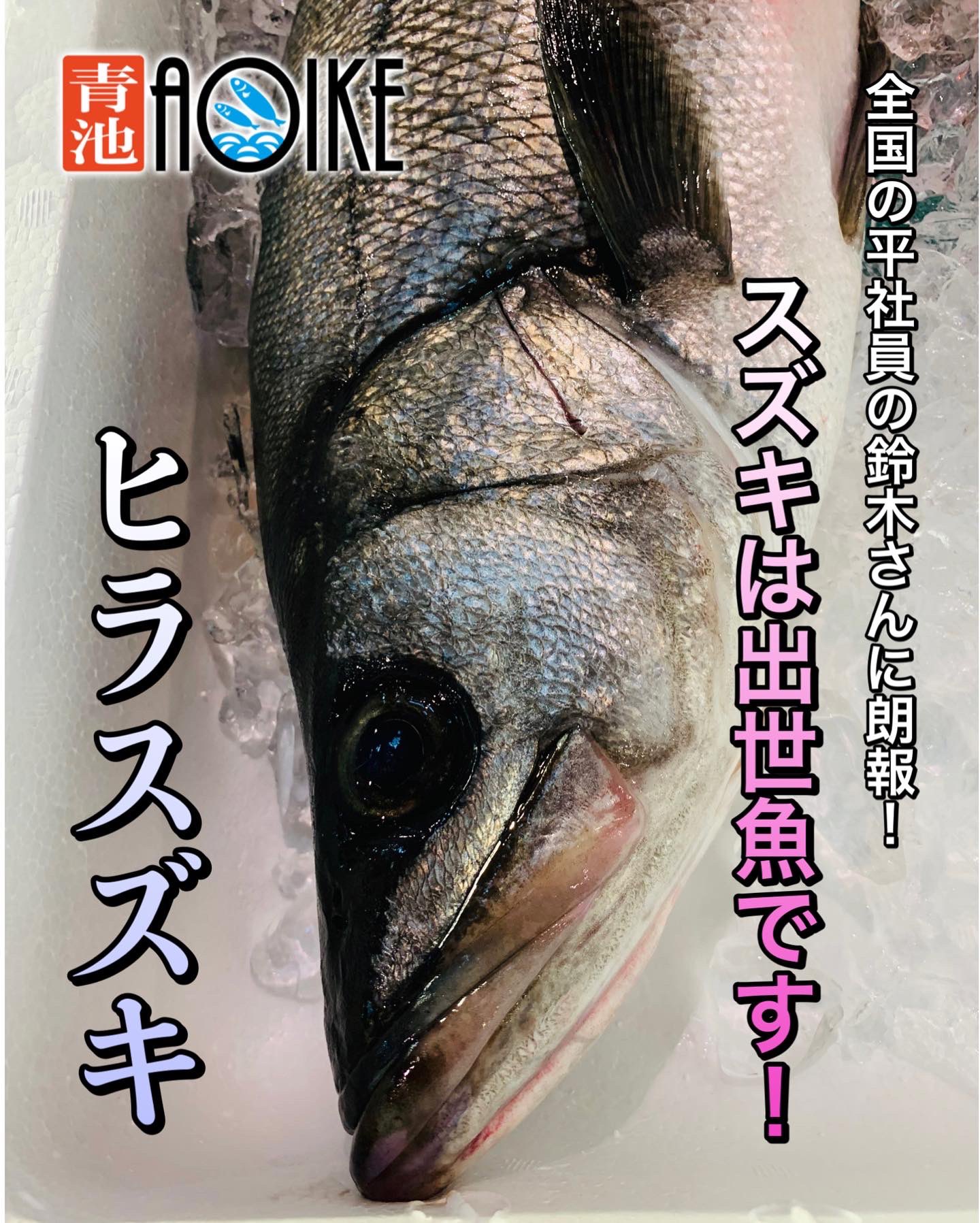 Aoike 青池水産株式会社 出世できるよ鈴木くん 出世魚 鱸 平鱸 スズキ ヒラスズキ 出世魚 のスズキ スズキは日本に3種類生息しているらしくその一つがヒラスズキ 一般的なのはマルスズキ そしてスズキは出世魚 全国の鈴木さん 出世出来ます
