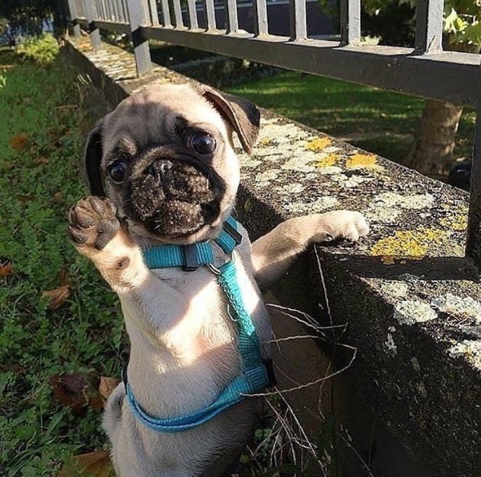 loulou🐶 tweet media