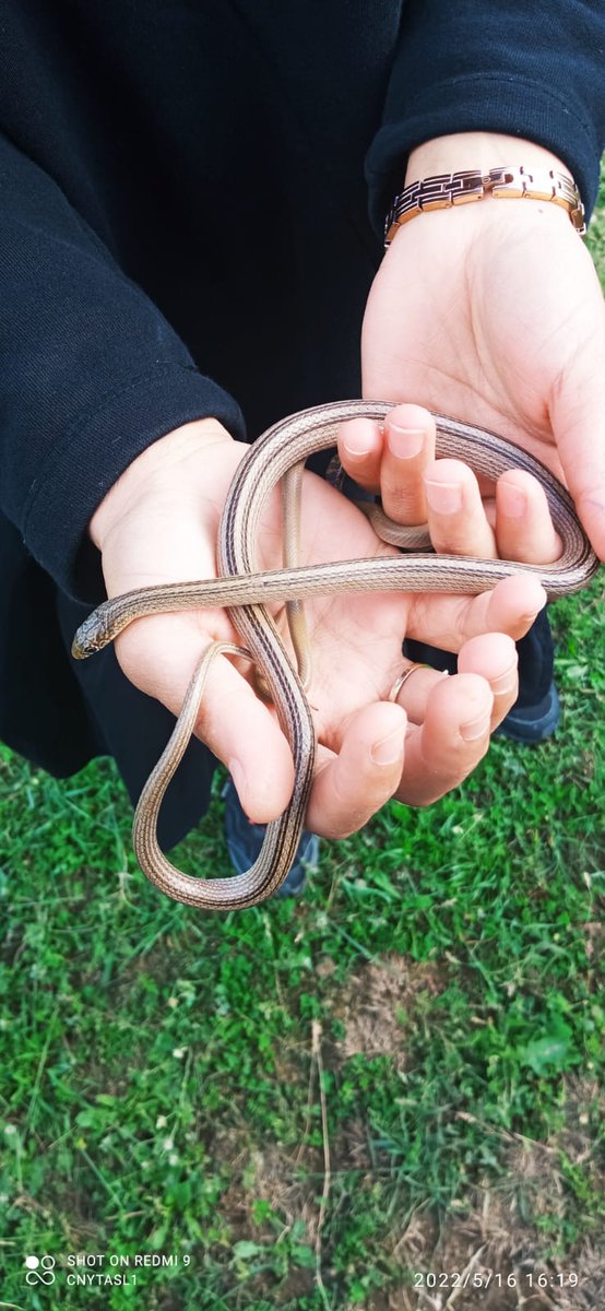 Bol yılanlı, güzel bir günden kalanlar🥰

1)Xerotyphlops vermicularis ?
2)Eirenis modestus ?
3)Eirenis decemlineatus ?
Kulp/Diyarbakır
#hangitür #Kulpfaunası #Reptilia
