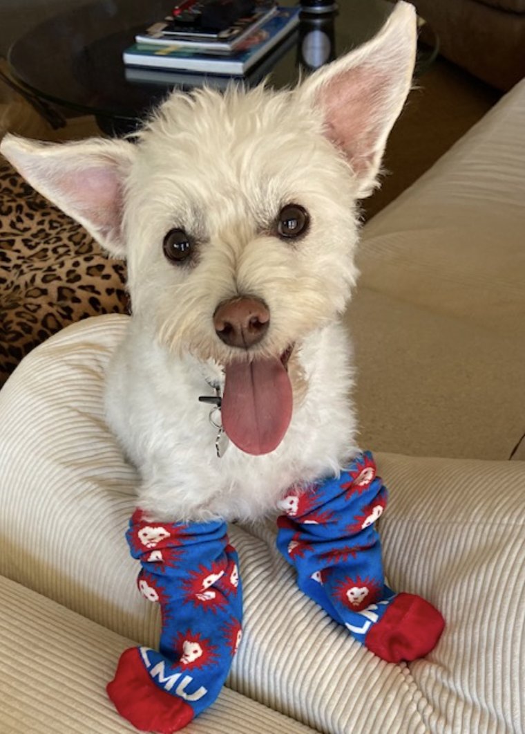 Coming June 27 to LMU: acclaimed film executive and producer Joanne Moore will be <a href="/LMUsftv/">LMU School of Film and Television</a>'s next dean.  Co-starring Stella—Buster &amp; Jackson’s new friend!  This Lion spirit brings me abundant joy. Congratulations, Dean Moore!