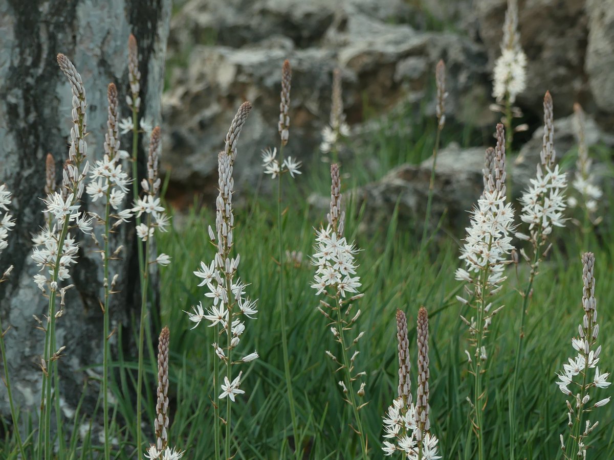 entreorzaygamon's tweet photo. La #Primavera en la #SerraníadeCuenca #Gamones https://t.co/QIny0pGzSV