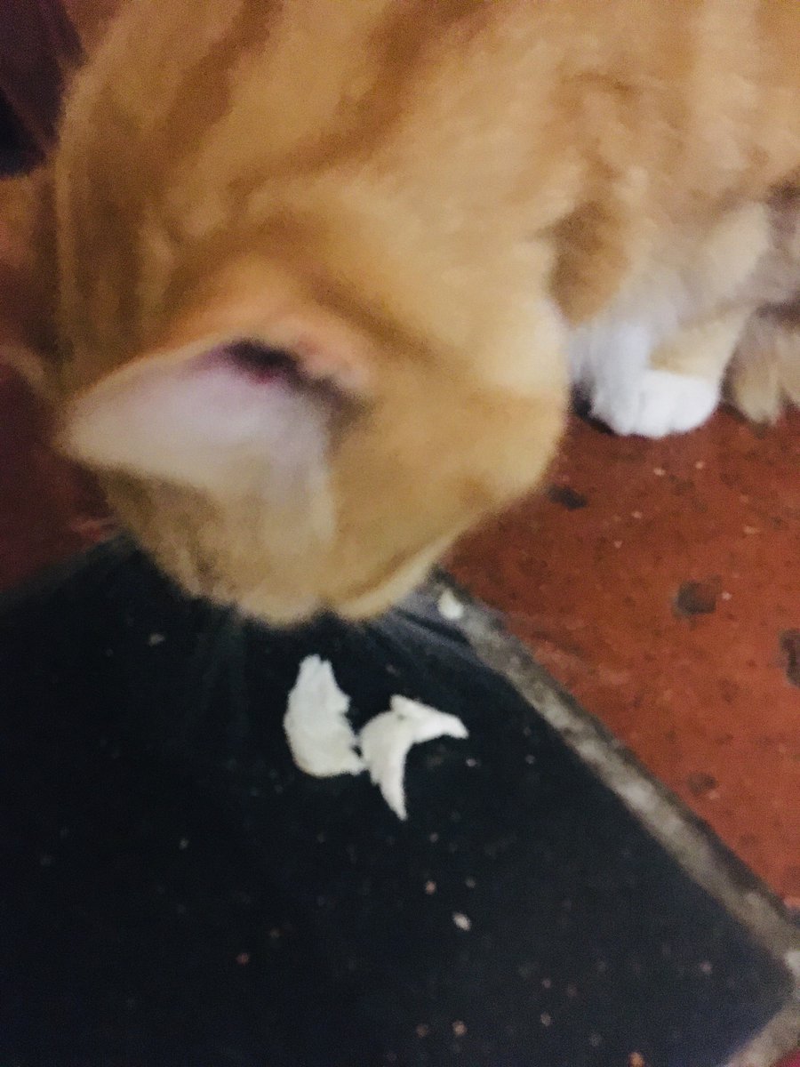 MrFluffytoes's tweet photo. My name is Mr Fluffytoes
I am 15 1/2 and a bit more
I am an addict. A #ChickenAddict
This is my confession #CatsOfTwitter
๐ฏ๐พ๐งก๐ https://t.co/7te7N7jvm2