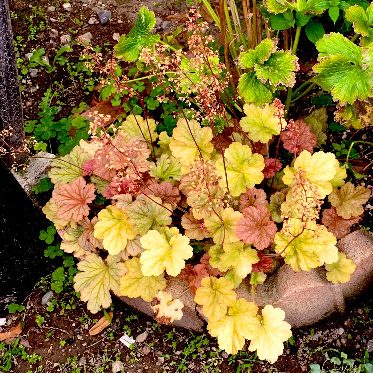 hinahirochi's tweet photo. #ヒューケラ　
花がないからうちの庭はヒューケラ頼りなんだけど色が豊富で楽しめます♪みんな色が違って花も違う！ https://t.co/ikNN21K32V
