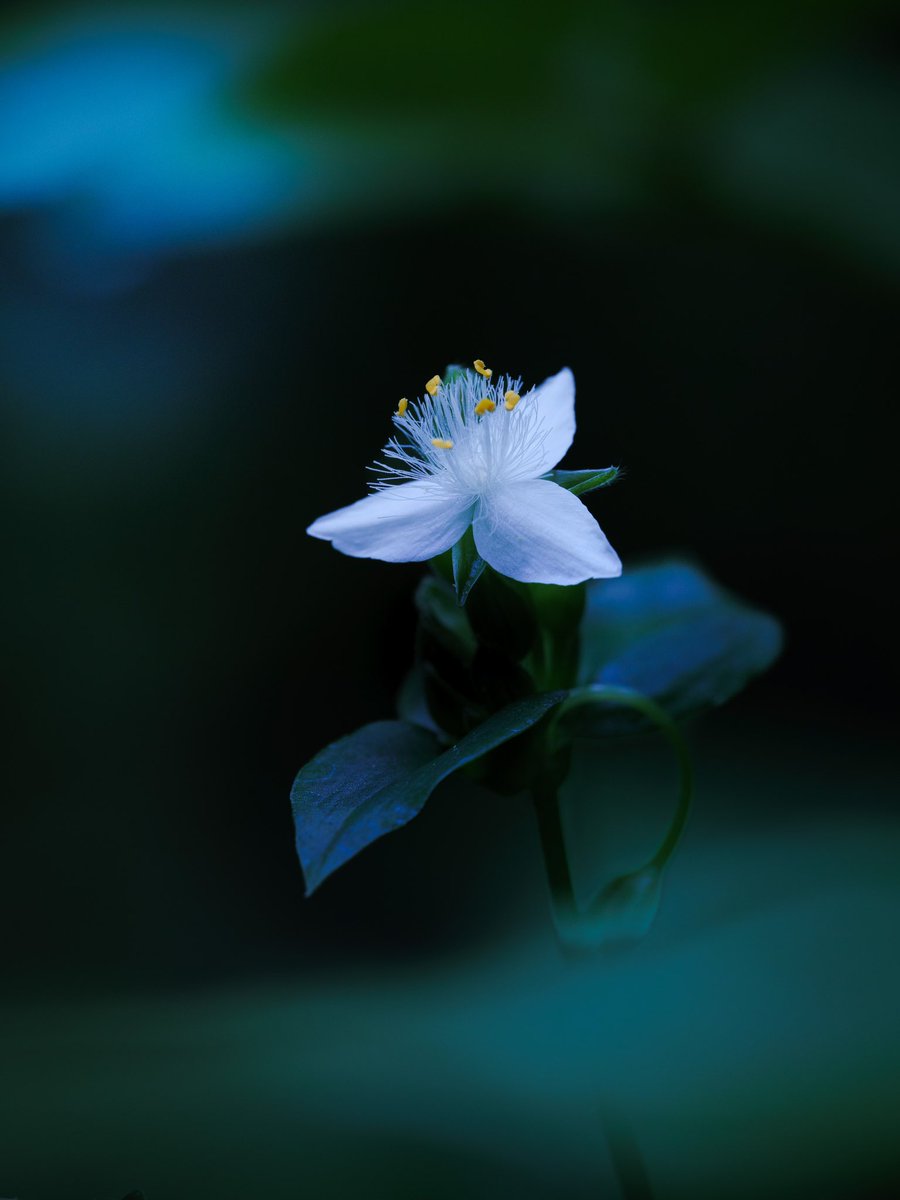 Takao S Tweet 常盤露草 トキワツユクサが咲いていました 南米原産 ツユクサ科 日本には昭和初期に渡来し帰化植物になりました ツユクサ は花弁が2枚ですがトキワツユクサは3枚あります 雄蕊に白色の長い毛が密生している様子はムラサキツユクサに似ています 花