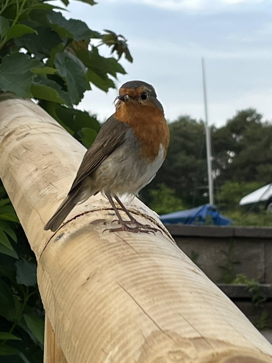 johnrc08's tweet photo. #MrRobin #Wildlife #birdphotography #nature #wildearth #photography #outdoors #redditchsailingclub #arrowvalleylake https://t.co/CgWSUoGpcF