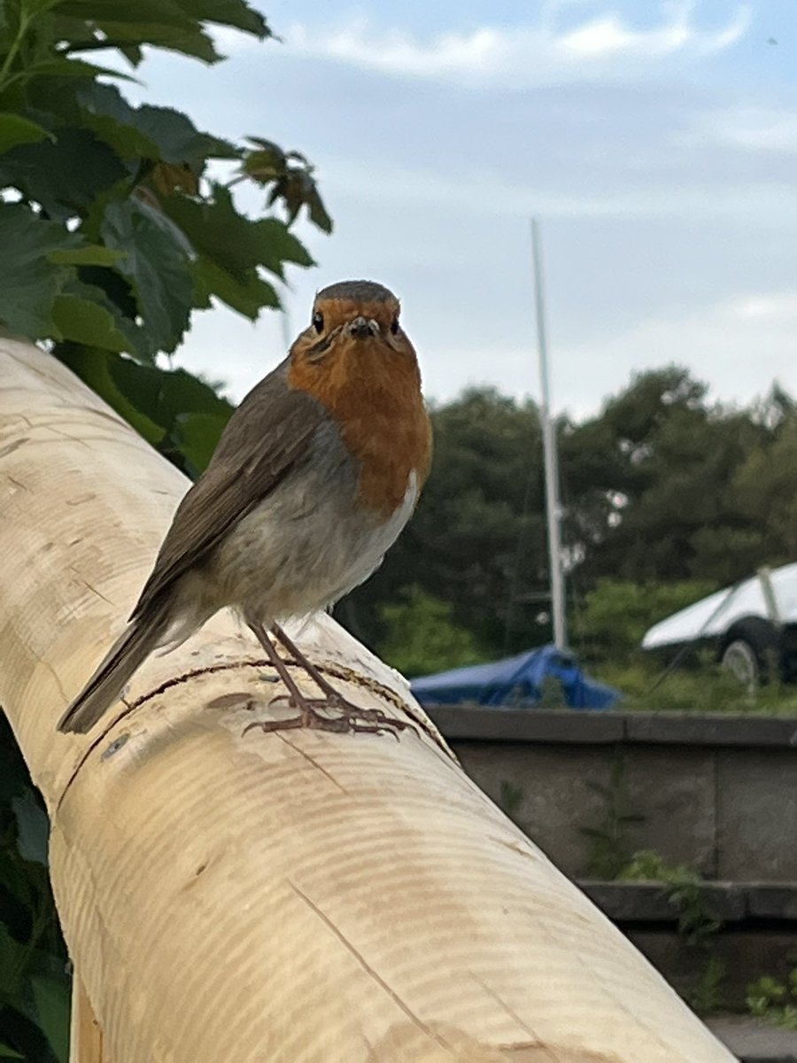 johnrc08's tweet photo. #MrRobin #Wildlife #birdphotography #nature #wildearth #photography #outdoors #redditchsailingclub #arrowvalleylake https://t.co/CgWSUoGpcF