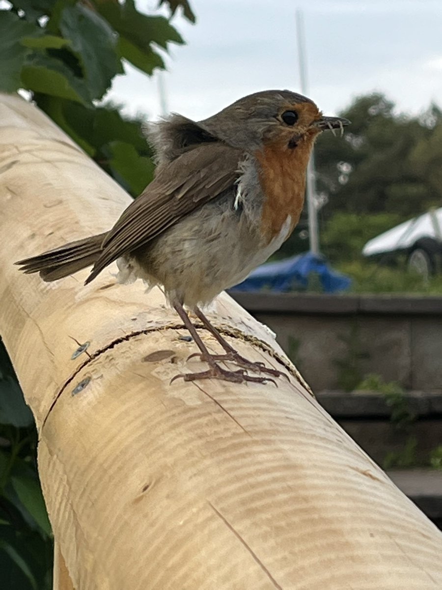 johnrc08's tweet photo. #MrRobin #Wildlife #birdphotography #nature #wildearth #photography #outdoors #redditchsailingclub #arrowvalleylake https://t.co/CgWSUoGpcF
