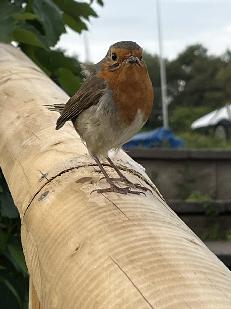 johnrc08's tweet photo. #MrRobin #Wildlife #birdphotography #nature #wildearth #photography #outdoors #redditchsailingclub #arrowvalleylake https://t.co/CgWSUoGpcF
