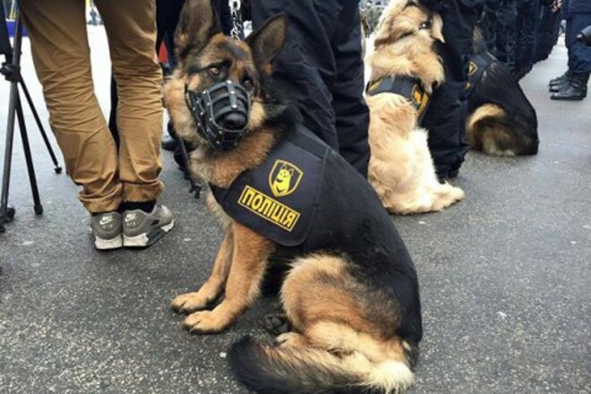 Following defeat of Russians near Mykolaiv the Belgian shepherd left occupiers, and was taken by Ukrainian National Guard. Now the dog mastered all Ukrainian commands and is ready to serve on the side of good.

#UkraineWar #StandWithUkraine