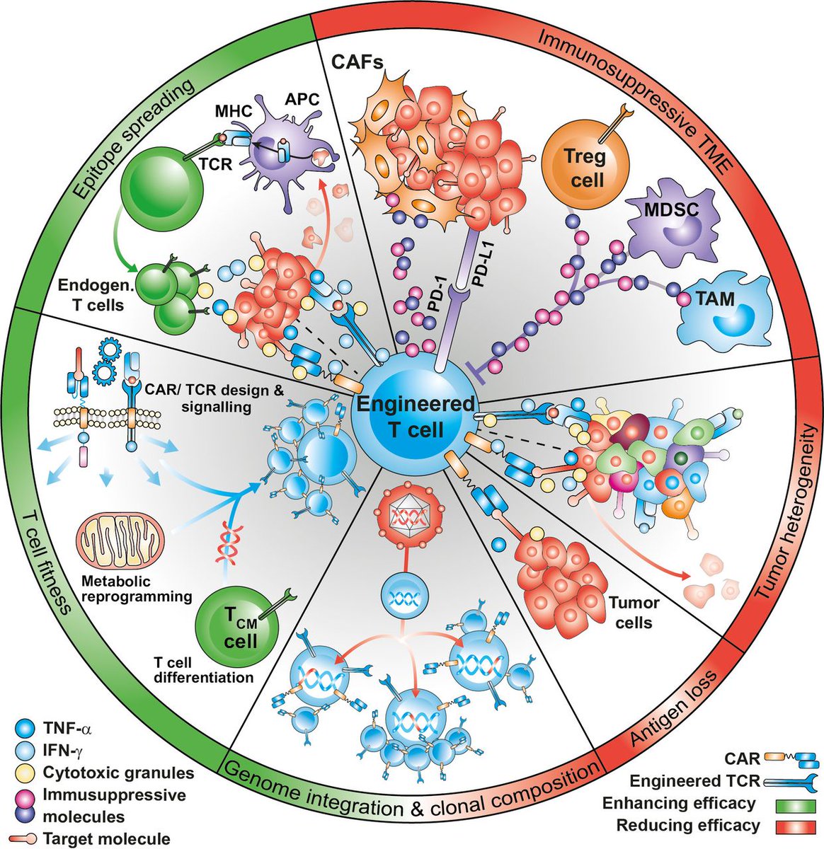 jitcancer's tweet photo. Continue reading in this new #JITC review: Time 2EVOLVE: predicting efficacy of engineered T-cells – how far is the bench from the bedside? https://t.co/F6Z4AOHzeT  @EmmanuelDonnad1 @GuedanS https://t.co/CFeghGEkHb