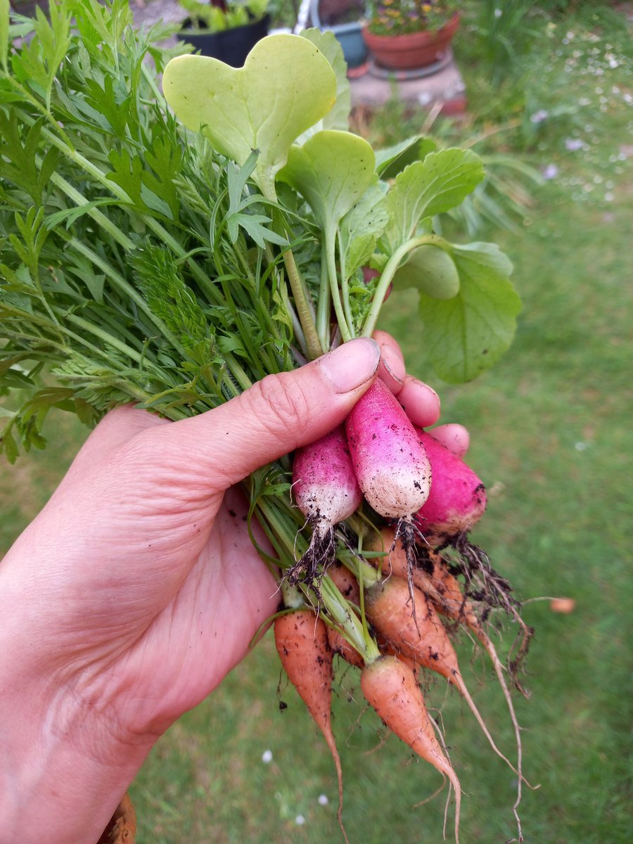 RobinsRoses's tweet photo. Little harvest of the day.
#gyo
#grow your own
#gardening
#家庭菜園 https://t.co/4InvupW9XG