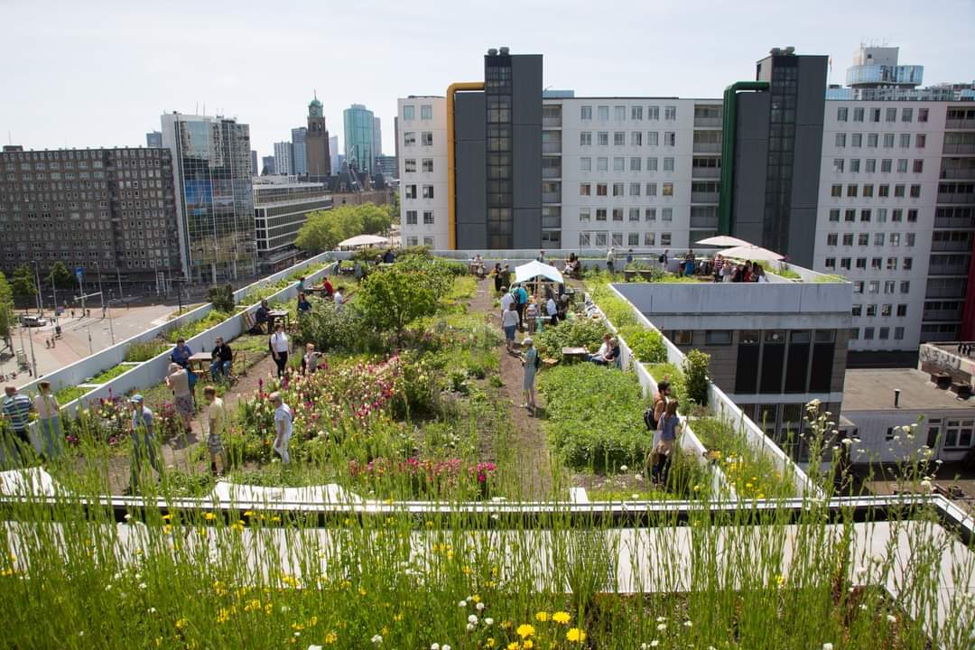 d_akkers's tweet photo. 'How #Rotterdam’s funky, #climateadapted architecture is putting it on the tourist map'. The #DakAkker #rooftopfarm, the @Dakendagen010, #DePot of @boijmans and the @FloatingFarmNL (and more ...) in an article in the @Independent #UK 📲: https://t.co/wvKCR1zcD5 https://t.co/kMX9EeA3XA