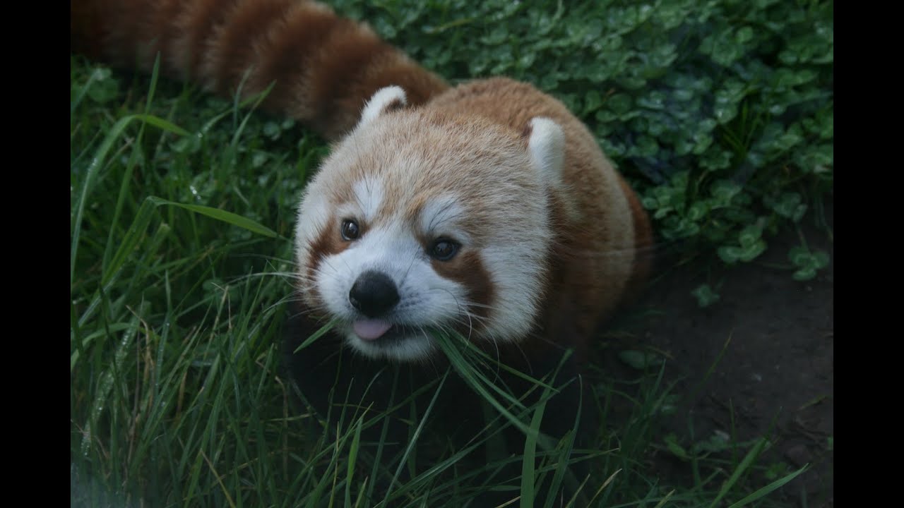 Red Panda Squad Red Panda Squad Twitter