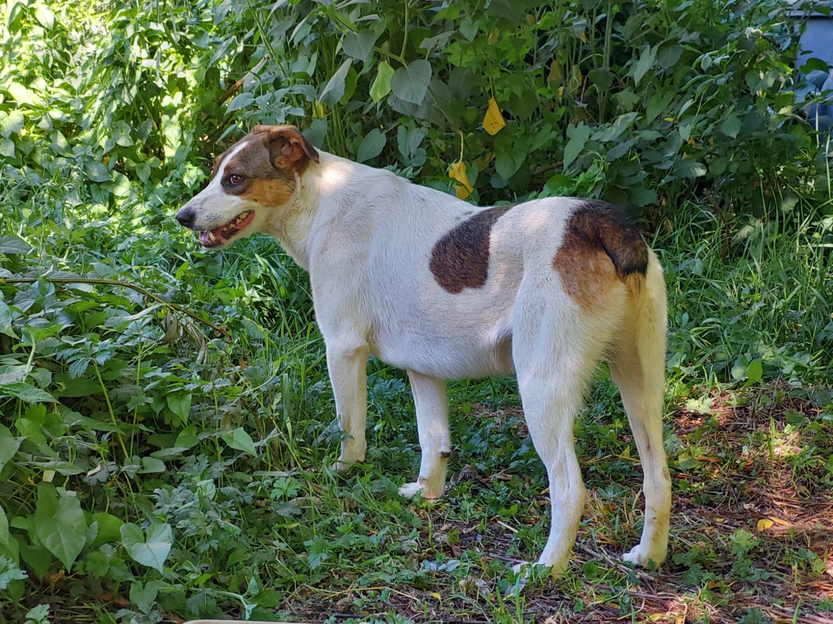 nuzeilette's tweet photo. #PERROPERDIDO
Moka, macho, castrado, cola mocha, 2 años, quilterrier, tamaño grande, chipeado. Se fugó por algún hoyo que no hemos encontrado, no estaba cuando llegamos a casa, Sector Las Gaviotas por el poste 42 #Valdiviacl ¡Ayuden con un rt porfis, estamos angustiados! 😭😭😭 https://t.co/nbHXkSuY4D