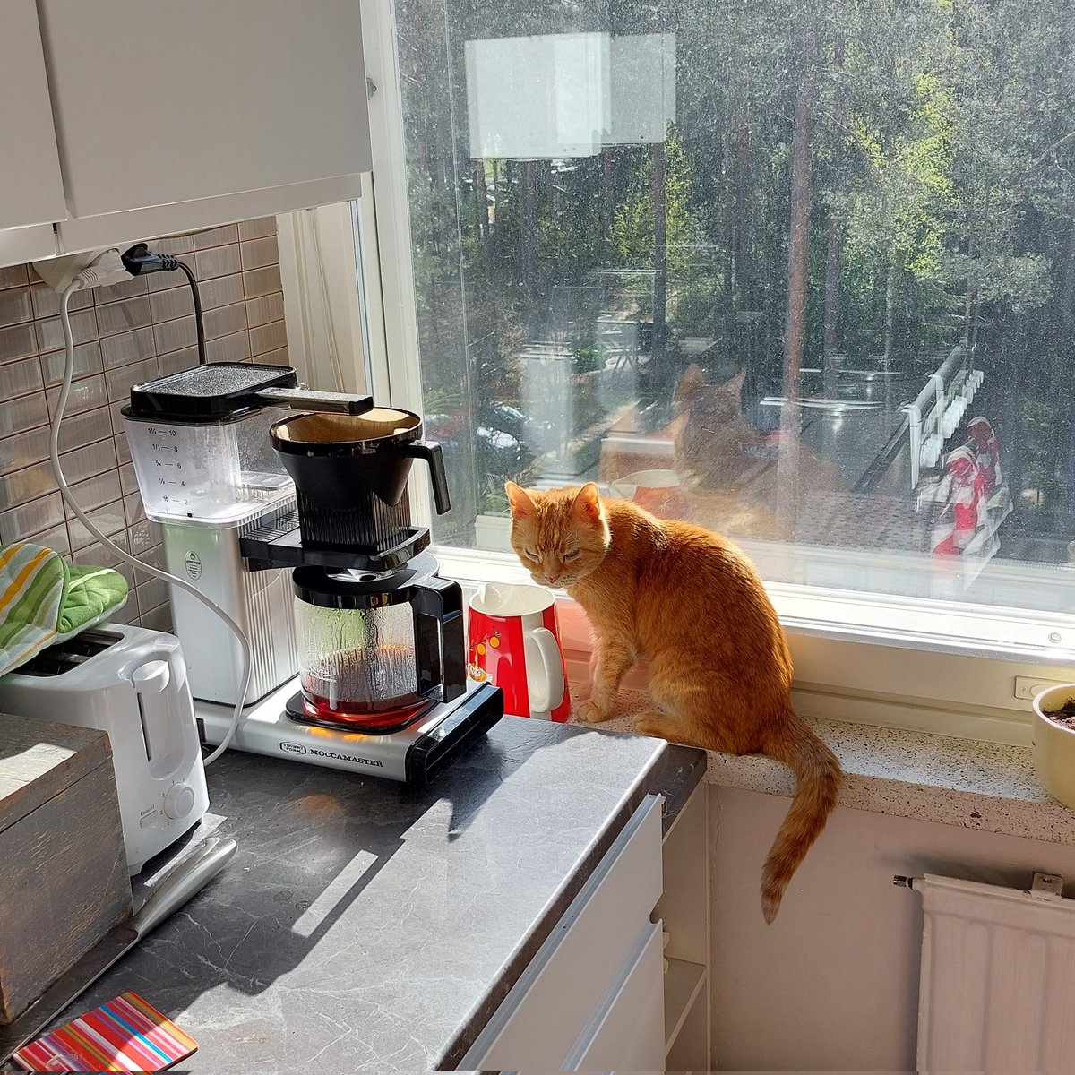 PaavotheCat tweet media