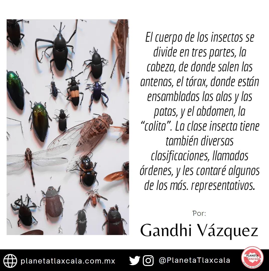 PlanetaTlaxcala's tweet photo. 🐝 #PlanetaColumnas | Gandhi Vázquez
Conoce cuáles sí son #insectos y cuáles no.
#biología #naturaleza #ciencia #México #Tlaxcala https://t.co/7hnZ2LPpve